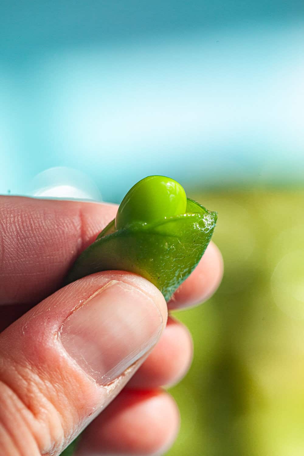 Lima Beans vs Edamame Beans Balancing Bowls